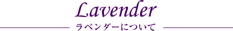 Lavender